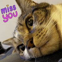 Miss You Love GIF