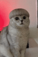 Cute Cat GIF