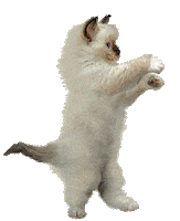 Cat Dancing Sticker