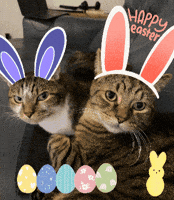 Easter Eggs Cats GIF