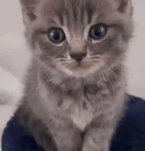 Sad Gray Kitten Looking Down