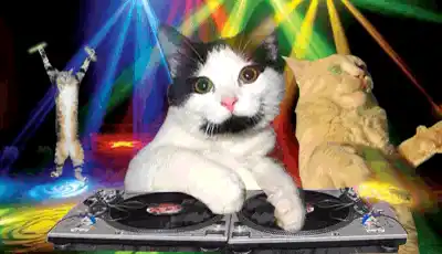 Happy Birthday Happy Birthday Cat