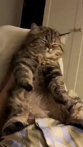 Happy Fluffy Cat Chilling and Stretching Paws