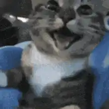 Happy Catto