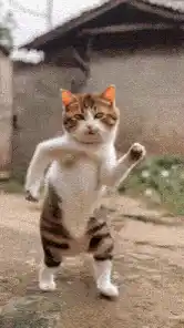 Dancing Cat Moves