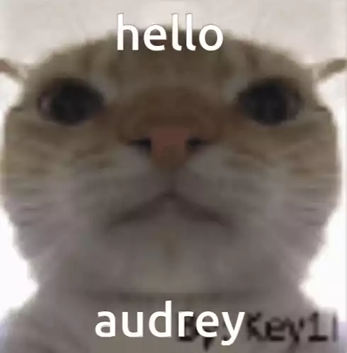 Hello Audrey Auparis Cat Meme