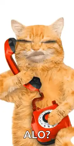 Cat on Phone: Hello Call Me