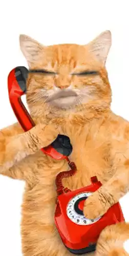 Cat on the Phone: Hello Call Me