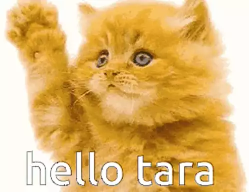 Hello Tara: Cute Kitten Message