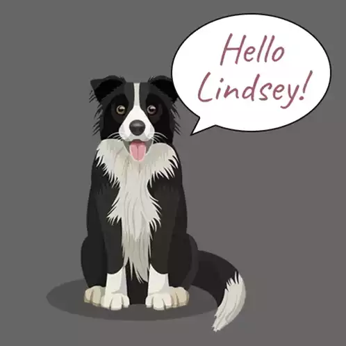 Hello Lindsey! Friendly Border Collie Greeting