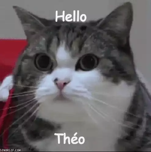 Hello Théo the Cat