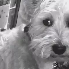 Hello Why Thank You Dog