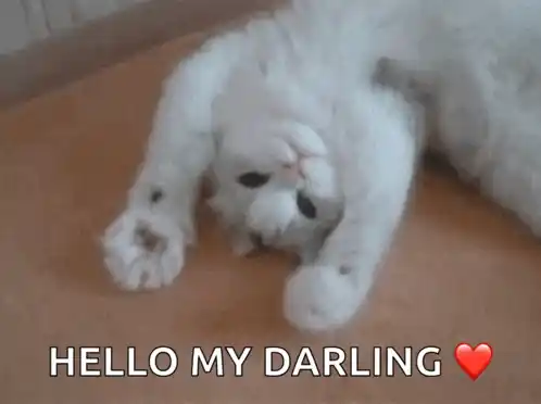 Cute Cat Waving Paw - Hello My Darling