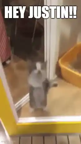 Funny Cat Calls Out 'Hey Justin!'