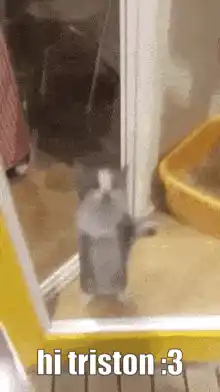 Excited Cat Greets Triston