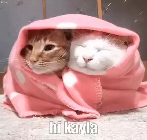 Cute Cats Wrapped in Blanket - Hi Kayla