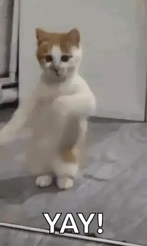 Excited Cat Dancing with 'YAY!'