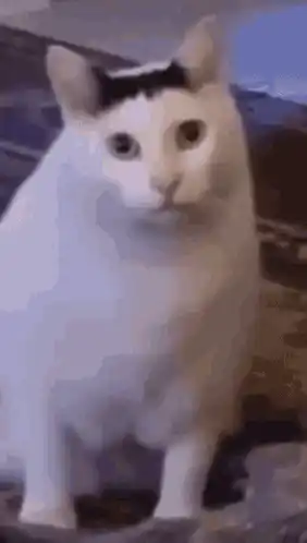 Huh Cat Funny Meme Reaction