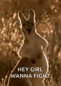 Funny Kangaroo with a Message