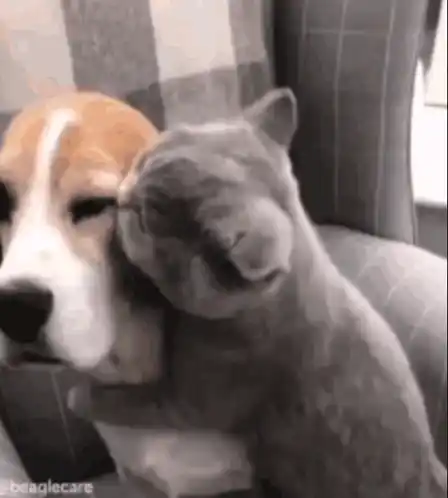 Cat Hugs Dog: I Love You