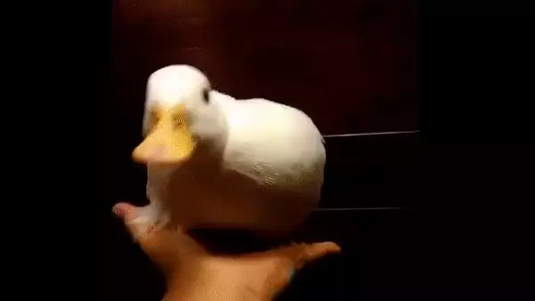 Funny Duck Transformations