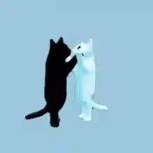 Jumping Cats