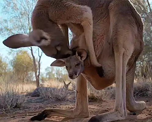 Kangaroo Mother and Joey Love