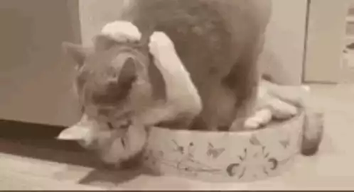 Two Cats Kissing