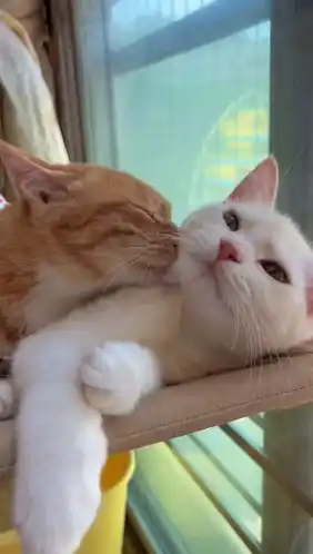 Adorable Kitty Love: Cats Kissing and Cuddling