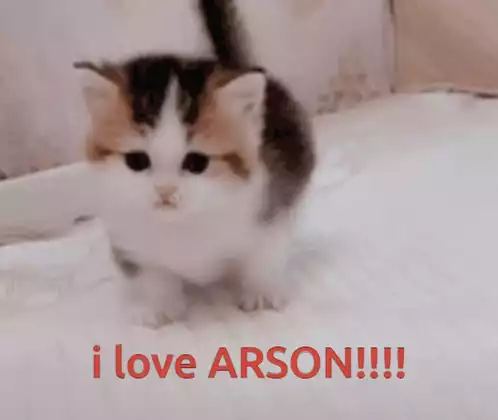 Kiwi Discord Kitten: 'I Love Arson!!!!'