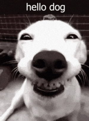 Hello Dog