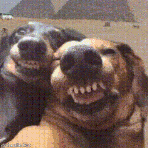 BTS V & Jimin as Dogs Funny Meme