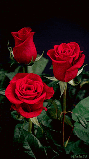 Love Sorry: Three Red Roses