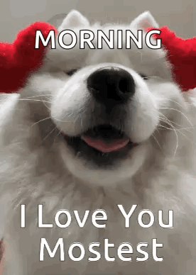 I Love You Dog