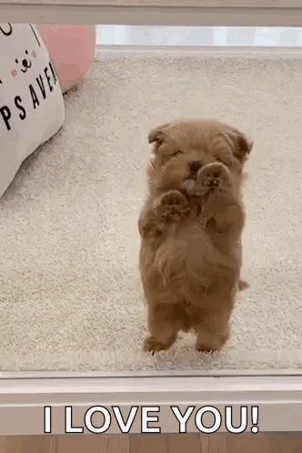 Adorable Puppy Says 'I Love You!'