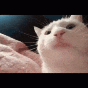 Vibin Cat's Chill Moment