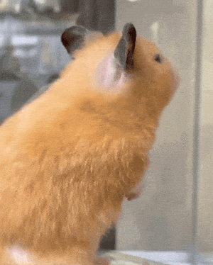 Funny Hamster Meme Turning Around