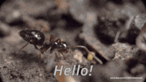 Hello Ant