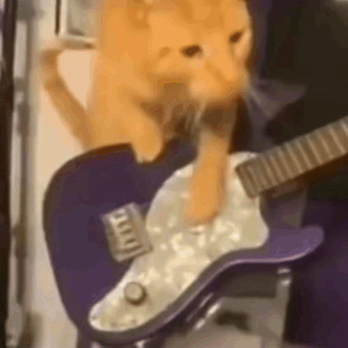 Cat Band: Cats Playing Guitar & Drums