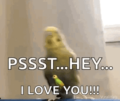 Parakeet Says 'Psst Hey I Love You' Viralhog