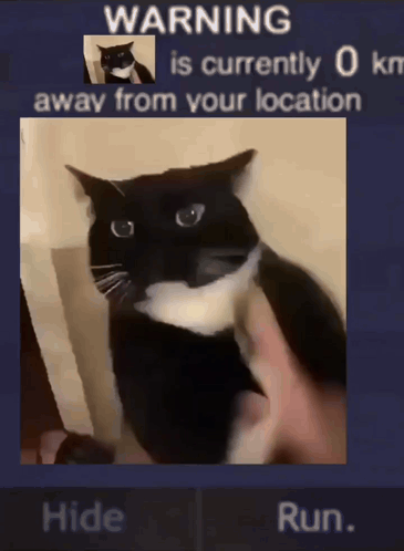 This Cat Is 0km Funny