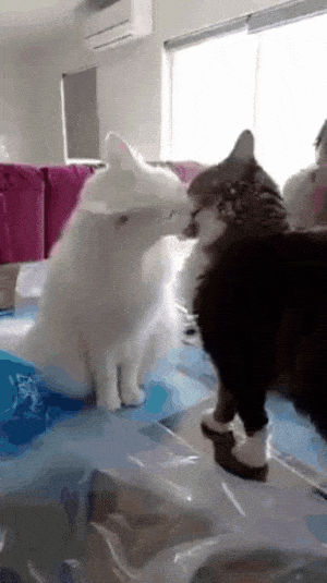 Cats Love-Hate Moment