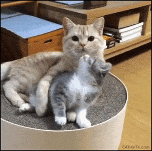 Cute Cats Cuddle