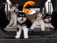 Hello Empire: Husky Puppies Say Helloo!