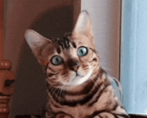 Curious Bengal Cat Love Cutie