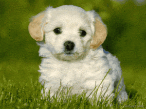 Happy Sunday Puppy Love