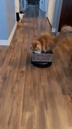 Theoreocat's Amazon Delivery Roomba Ride