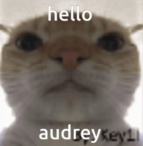 Hello Audrey Auparis Cat Meme
