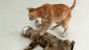 Ho Hap Nhan Tao Funny Cats