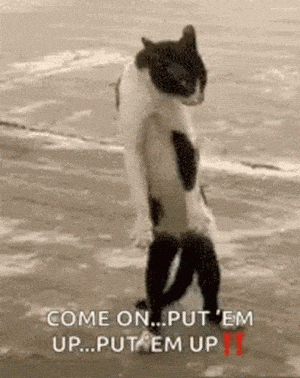 Funny Cat Says 'Put 'Em Up!'
